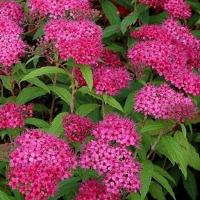 Spiraea japonica 'Dart's Red'